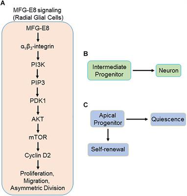 Neurogenesis in Neurodegenerative Diseases: Role of MFG-E8